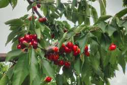 &Delta;&epsilon;&sigmaf; &tau;&alpha; &alpha;&pi;&omicron;&tau;&epsilon;&lambda;έ&sigma;&mu;&alpha;&tau;&alpha; &sigma;&epsilon; &kappa;&epsilon;&rho;ά&sigma;&iota;&alpha; &sigma;&tau;&eta;&nu; &Alpha;&gamma;ί&alpha; &Beta;&alpha;&rho;&beta;ά&rho;&alpha; &Eta;&mu;&alpha;&theta;ί&alpha;&sigmaf; &mu;&epsilon; &tau;&eta;&nu; &Upsilon;&pi;&omicron;&sigma;&tau;ή&rho;&iota;&xi;&eta; &tau;&eta;&sigmaf; Fytofarm!