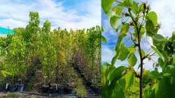 &Alpha;&pi;&omicron;&kappa;&lambda;&epsilon;&iota;&sigma;&tau;&iota;&kappa;ό &beta;ί&nu;&tau;&epsilon;&omicron;: &Phi;&upsilon;&tau;ά &sigma;&epsilon; &gamma;&lambda;ά&sigma;&tau;&rho;&alpha; &alpha;&pi;ό &tau;&omicron; &Alpha;&chi;&lambda;ά&delta;&iota; Eden &reg;