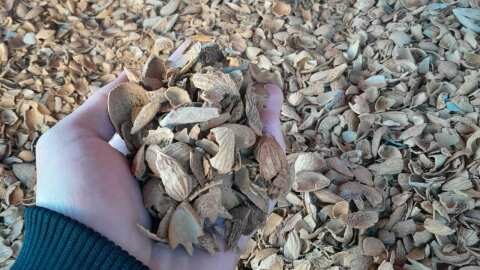 &Delta;&iota;&alpha;&theta;έ&sigma;&iota;&mu;&eta; &Kappa;&alpha;ύ&sigma;&iota;&mu;&eta; Ύ&lambda;&eta;: &Kappa;έ&lambda;&upsilon;&phi;&omicron;&sigmaf; &Alpha;&mu;&upsilon;&gamma;&delta;ά&lambda;&omicron;&upsilon;