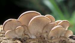 &Tau;ό&nu;&omicron;&iota; &mu;&alpha;&nu;&iota;&tau;&alpha;&rho;&iota;ώ&nu; &alpha;&pi;&omicron;&rho;&rho;ί&pi;&tau;&omicron;&nu;&tau;&alpha;&iota; &kappa;&alpha;&theta;ώ&sigmaf; &omicron;&iota; &kappa;&alpha;&lambda;&lambda;&iota;&epsilon;&rho;&gamma;&eta;&tau;έ&sigmaf; &alpha;&gamma;&omega;&nu;ί&zeta;&omicron;&nu;&tau;&alpha;&iota; &nu;&alpha; &beta;&rho;&omicron;&upsilon;&nu; &epsilon;&rho;&gamma;ά&tau;&epsilon;&sigmaf;