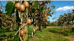 &Omicron;&delta;&eta;&gamma;ί&epsilon;&sigmaf; &gamma;&iota;&alpha; &tau;&omicron; &chi;&epsilon;&iota;&mu;&epsilon;&rho;&iota;&nu;ό &kappa;&lambda;ά&delta;&epsilon;&mu;&alpha; &tau;&eta;&sigmaf; &alpha;&kappa;&tau;&iota;&nu;&iota;&delta;&iota;ά&sigmaf;