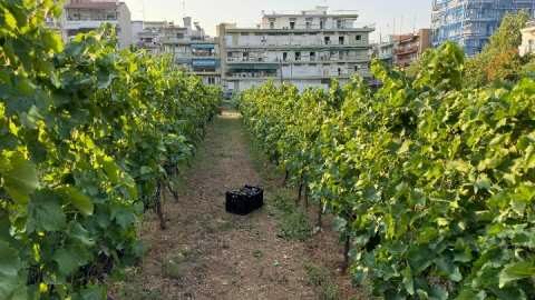&Sigma;&upsilon;&gamma;&kappa;&omicron;&mu;&iota;&delta;ή &tau;&omega;&nu; &epsilon;&rho;&upsilon;&theta;&rho;ώ&nu; &pi;&omicron;&iota;&kappa;&iota;&lambda;&iota;ώ&nu; &sigma;&tau;&alpha;&phi;&upsilon;&lambda;&iota;&omicron;ύ &tau;&omicron;&upsilon; &alpha;&sigma;&tau;&iota;&kappa;&omicron;ύ &alpha;&mu;&pi;&epsilon;&lambda;ώ&nu;&alpha; &sigma;&tau;&omicron; &Delta;ή&mu;&omicron; &Theta;&epsilon;&sigma;&sigma;&alpha;&lambda;&omicron;&nu;ί&kappa;&eta;&sigmaf;