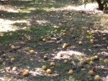 &Mu;&epsilon;&gamma;ά&lambda;&epsilon;&sigmaf; &zeta;&eta;&mu;&iota;έ&sigmaf; &kappa;&alpha;&iota; &sigma;&tau;&alpha; &beta;&iota;&omicron;&mu;&eta;&chi;&alpha;&nu;&iota;&kappa;ά &rho;&omicron;&delta;ά&kappa;&iota;&nu;&alpha; - &Alpha;&nu;&alpha;&mu;&omicron;&nu;ή &alpha;&nu;&alpha;&gamma;&gamma;&epsilon;&lambda;ί&alpha;&sigmaf; &alpha;&pi;ό &tau;&omicron;&nu; &Epsilon;&Lambda;&Gamma;&Alpha; (&Phi;&omega;&tau;&omicron;&gamma;&rho;&alpha;&phi;ί&epsilon;&sigmaf;)