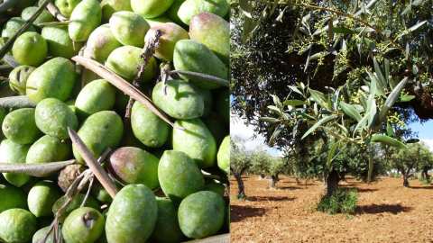 &Alpha;&upsilon;&xi;ή&sigma;&tau;&epsilon; &tau;&eta;&nu; &pi;&alpha;&rho;&alpha;&gamma;&omega;&gamma;ή &sigma;&alpha;&sigmaf;, &delta;ώ&sigma;&tau;&epsilon; &mu;έ&gamma;&epsilon;&theta;&omicron;&sigmaf; &kappa;&alpha;&iota; &pi;&epsilon;&rho;&iota;&sigma;&sigma;ό&tau;&epsilon;&rho;&eta; &gamma;&epsilon;ύ&sigma;&eta; &sigma;&tau;&iota;&sigmaf; &epsilon;&lambda;&iota;έ&sigmaf; &sigma;&alpha;&sigmaf;