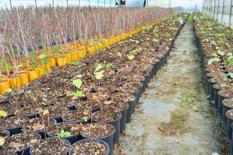 &Nu;έ&epsilon;&sigmaf; &Iota;&tau;&alpha;&lambda;&iota;&kappa;έ&sigmaf; &Pi;&omicron;&iota;&kappa;&iota;&lambda;ί&epsilon;&sigmaf; &Sigma;&upsilon;&kappa;&iota;ά&sigmaf; (2026)