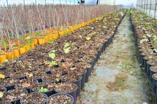 &Nu;έ&epsilon;&sigmaf; &Iota;&tau;&alpha;&lambda;&iota;&kappa;έ&sigmaf; &Pi;&omicron;&iota;&kappa;&iota;&lambda;ί&epsilon;&sigmaf; &Sigma;&upsilon;&kappa;&iota;ά&sigmaf; (2026)