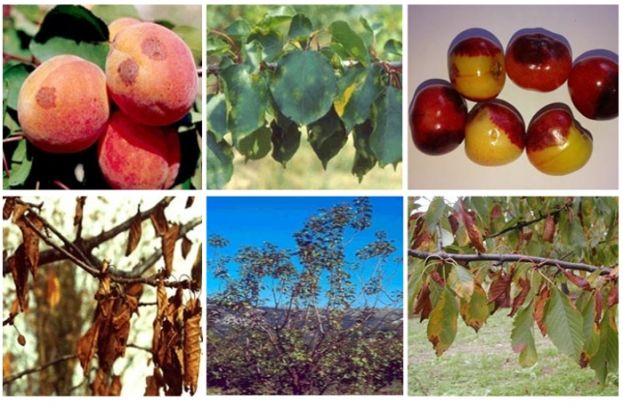 &Sigma;&upsilon;&mu;&pi;&tau;ώ&mu;&alpha;&tau;&alpha; &kappa;&alpha;&iota; &kappa;&alpha;&tau;&alpha;&pi;&omicron;&lambda;έ&mu;&eta;&sigma;&eta; &tau;&eta;&sigmaf; &Alpha;&nu;&theta;&rho;ά&kappa;&omega;&sigma;&eta;&sigmaf; &tau;&omega;&nu; &pi;&upsilon;&rho;&eta;&nu;ό&kappa;&alpha;&rho;&pi;&omega;&nu;