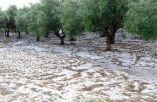 Έ&nu;&alpha;&rho;&xi;&eta; &Epsilon;&phi;&alpha;&rho;&mu;&omicron;&gamma;ή&sigmaf; &Epsilon;&theta;&nu;&iota;&kappa;&omicron;ύ &Pi;&rho;&omicron;&gamma;&rho;ά&mu;&mu;&alpha;&tau;&omicron;&sigmaf; &Chi;&alpha;&lambda;&alpha;&zeta;&iota;&kappa;ή&sigmaf; &Pi;&rho;&omicron;&sigma;&tau;&alpha;&sigma;ί&alpha;&sigmaf; &Mu;&epsilon; &Epsilon;&nu;&alpha;έ&rho;&iota;&alpha; &Mu;έ&sigma;&alpha;