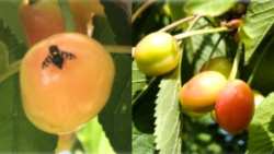 &Kappa;&alpha;&tau;&alpha;&pi;&omicron;&lambda;έ&mu;&eta;&sigma;&eta; &mu;ύ&gamma;&alpha;&sigmaf; &tau;&eta;&sigmaf; &kappa;&epsilon;&rho;&alpha;&sigma;&iota;ά&sigmaf;