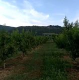&Alpha;&pi;&omicron;&tau;&epsilon;&lambda;έ&sigma;&mu;&alpha;&tau;&alpha; &tau;&eta;&sigmaf; &mu;&eta;&chi;&alpha;&nu;&iota;&kappa;ή&sigmaf; &alpha;&rho;&alpha;ί&omega;&sigma;&eta;&sigmaf; &tau;&omega;&nu; &alpha;&nu;&theta;έ&omega;&nu; &sigma;&epsilon; &rho;&omicron;&delta;&alpha;&kappa;&iota;&nu;&iota;έ&sigmaf; (&Beta;ί&nu;&tau;&epsilon;&omicron;)