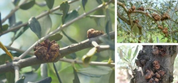 &Kappa;&alpha;&rho;&kappa;ί&nu;&omega;&sigma;&eta; ή &phi;&upsilon;&mu;&alpha;&tau;ί&omega;&sigma;&eta; &tau;&eta;&sigmaf; &epsilon;&lambda;&iota;ά&sigmaf; - &Pi;&omicron;&upsilon; &omicron;&phi;&epsilon;ί&lambda;&epsilon;&tau;&alpha;&iota;, &pi;&omicron;&iota;&alpha; &tau;&alpha; &sigma;&upsilon;&mu;&pi;&tau;ώ&mu;&alpha;&tau;&alpha; &kappa;&alpha;&iota; &eta; &alpha;&nu;&tau;&iota;&mu;&epsilon;&tau;ώ&pi;&iota;&sigma;&eta; &tau;&eta;&sigmaf;