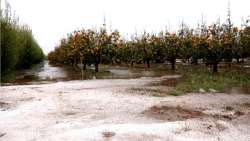 &Pi;έ&rho;&alpha;&nu; &tau;&omicron;&upsilon; &pi;&alpha;&gamma;&epsilon;&tau;&omicron;ύ, &sigma;&omicron;&beta;&alpha;&rho;έ&sigmaf; &zeta;&eta;&mu;&iota;έ&sigmaf; &sigma;&epsilon; &sigma;&upsilon;&mu;&pi;ύ&rho;&eta;&nu;&alpha; &rho;&omicron;&delta;ά&kappa;&iota;&nu;&alpha;, &nu;&epsilon;&kappa;&tau;&alpha;&rho;ί&nu;&iota;&alpha;, &alpha;&chi;&lambda;ά&delta;&iota;&alpha; &amp; &delta;&alpha;&mu;ά&sigma;&kappa;&eta;&nu;&alpha; &pi;&rho;&omicron;&kappa;ά&lambda;&epsilon;&sigma;&alpha;&nu; &chi;&alpha;&lambda;&alpha;&zeta;&omicron;&pi;&tau;ώ&sigma;&epsilon;&iota;&sigmaf; &sigma;&tau;&eta;&nu; &Iota;&sigma;&pi;&alpha;&nu;ί&alpha;