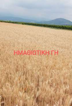 &Tau;&omicron; &Kappa;ί&epsilon;&beta;&omicron; έ&chi;&alpha;&sigma;&epsilon; &tau;&omicron; έ&nu;&alpha; &tau;έ&tau;&alpha;&rho;&tau;&omicron; &tau;&omega;&nu; &kappa;&alpha;&lambda;&lambda;&iota;&epsilon;&rho;&gamma;&omicron;ύ&mu;&epsilon;&nu;&omega;&nu; &epsilon;&kappa;&tau;ά&sigma;&epsilon;&omega;&nu; &mu;&epsilon;&tau;ά &tau;&omicron;&nu; &pi;ό&lambda;&epsilon;&mu;&omicron;