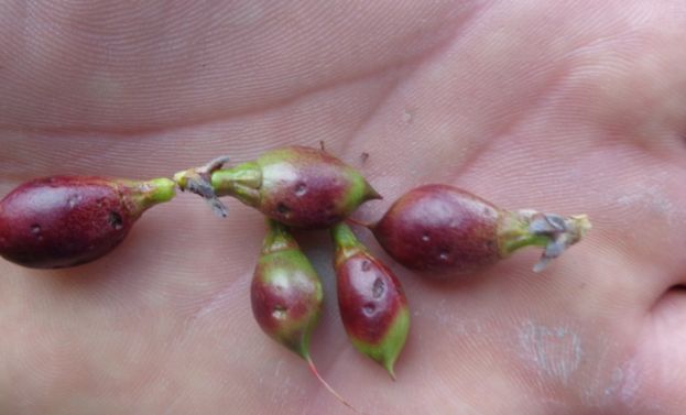 &Mu;&epsilon;&gamma;ά&lambda;&epsilon;&sigmaf; &zeta;&eta;&mu;&iota;έ&sigmaf; &sigma;&epsilon; &nu;&epsilon;&kappa;&tau;&alpha;&rho;ί&nu;&iota;&alpha; &kappa;&alpha;&iota; &rho;&omicron;&delta;ά&kappa;&iota;&nu;&alpha; &alpha;&pi;ό &tau;&eta; &chi;&tau;&epsilon;&sigma;&iota;&nu;ή &chi;&alpha;&lambda;&alpha;&zeta;ό&pi;&tau;&omega;&sigma;&eta; &sigma;&tau;&eta;&nu; &pi;&epsilon;&rho;&iota;&omicron;&chi;ή &tau;&omicron;&upsilon; &Delta;&iota;&alpha;&beta;&alpha;&tau;&omicron;ύ &Eta;&mu;&alpha;&theta;ί&alpha;&sigmaf; (&Beta;ί&nu;&tau;&epsilon;&omicron;)