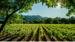 &Kappa;&Epsilon;&Omicron;&Sigma;&Omicron;&Epsilon;: &Tau;&rho;ύ&gamma;&omicron;&sigmaf; &delta;ύ&omicron; &tau;&alpha;&chi;&upsilon;&tau;ή&tau;&omega;&nu; &sigma;&tau;&omicron;&nu; &iota;&tau;&alpha;&lambda;&iota;&kappa;ό &alpha;&mu;&pi;&epsilon;&lambda;ώ&nu;&alpha;