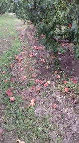 &Kappa;ά&lambda;&epsilon;&sigma;&mu;&alpha; &tau;&omicron;&upsilon; &Epsilon;&nu;&iota;&alpha;ί&omicron;&upsilon; &Sigma;&upsilon;&lambda;&lambda;ό&gamma;&omicron;&upsilon; &Alpha;&gamma;&rho;&omicron;&tau;ώ&nu; &Nu;ά&omicron;&upsilon;&sigma;&alpha;&sigmaf; &gamma;&iota;&alpha; &delta;&iota;&epsilon;&kappa;&delta;ί&kappa;&eta;&sigma;&eta; &alpha;&pi;&omicron;&zeta;&eta;&mu;&iota;ώ&sigma;&epsilon;&omega;&nu;