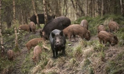 &Alpha;&nu;&alpha;&kappa;&omicron;ί&nu;&omega;&sigma;&eta; &Pi;.&Epsilon;. &Eta;&mu;&alpha;&theta;ί&alpha;&sigmaf; &gamma;&iota;&alpha; &tau;&eta;&nu; &Alpha;&phi;&rho;&iota;&kappa;&alpha;&nu;&iota;&kappa;ή &Pi;&alpha;&nu;ώ&lambda;&eta; &tau;&omega;&nu; &Chi;&omicron;ί&rho;&omega;&nu;