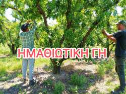 &Eta; &theta;&epsilon;&rho;&iota;&nu;ή &sigma;&upsilon;&gamma;&kappa;&omicron;&mu;&iota;&delta;ή &kappa;&iota;&nu;&delta;&upsilon;&nu;&epsilon;ύ&epsilon;&iota;, &lambda;&epsilon;ί&pi;&omicron;&upsilon;&nu; 100 &chi;&iota;&lambda;&iota;ά&delta;&epsilon;&sigmaf; &epsilon;&pi;&omicron;&chi;&iota;&alpha;&kappa;&omicron;ί &epsilon;&rho;&gamma;ά&tau;&epsilon;&sigmaf;