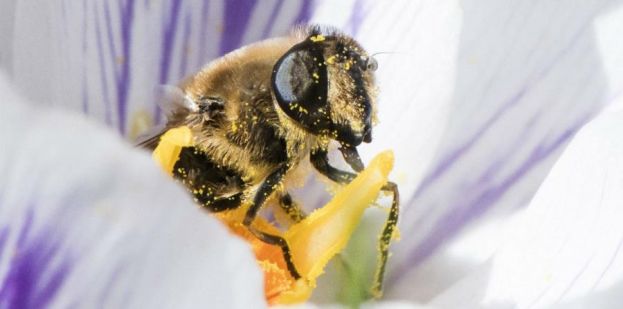 &Epsilon;&pi;&iota;&kappa;&omicron;&nu;ί&alpha;&sigma;&eta; &mu;&epsilon; &mu;έ&lambda;&iota;&sigma;&sigma;&epsilon;&sigmaf; drones - &Eta; &tau;&epsilon;&chi;&nu;&omicron;&lambda;&omicron;&gamma;ί&alpha; &sigma;ύ&mu;&mu;&alpha;&chi;&omicron;&sigmaf; &tau;&eta;&sigmaf; &kappa;&alpha;&rho;&pi;ό&delta;&epsilon;&sigma;&eta;&sigmaf;;