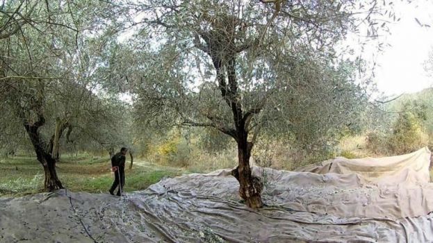 &Theta;&epsilon;&tau;&iota;&kappa;&omicron;ί &sigma;&tau;&omicron;&nu; &kappa;&omicron;&rho;&omega;&nu;&omicron;ϊό &epsilon;&rho;&gamma;ά&tau;&epsilon;&sigmaf; &gamma;&eta;&sigmaf; &sigma;&tau;&eta;&nu; &Iota;&epsilon;&rho;ά&pi;&epsilon;&tau;&rho;&alpha;