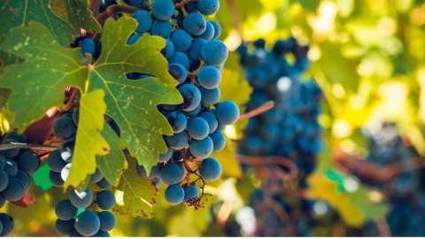 &Gamma;&epsilon;&omega;&rho;&gamma;&iota;&kappa;έ&sigmaf; &pi;&rho;&omicron;&epsilon;&iota;&delta;&omicron;&pi;&omicron;&iota;ή&sigma;&epsilon;&iota;&sigmaf; &gamma;&iota;&alpha; &tau;&omicron; &Alpha;&mu;&pi;έ&lambda;&iota;