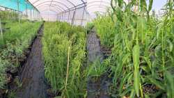 &Kappa;&alpha;&lambda;&lambda;&iota;&epsilon;&rho;&gamma;&epsilon;ί&sigmaf; ή &sigma;&kappa;έ&phi;&tau;&epsilon;&sigma;&alpha;&iota; &nu;&alpha; &kappa;&alpha;&lambda;&lambda;&iota;&epsilon;&rho;&gamma;ή&sigma;&epsilon;&iota;&sigmaf; &alpha;&mu;ύ&gamma;&delta;&alpha;&lambda;&alpha;?