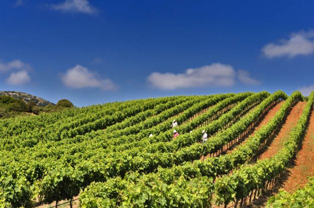 &Delta;&iota;&kappa;&alpha;&iota;ό&tau;&epsilon;&rho;&eta; &eta; &kappa;&alpha;&tau;&alpha;&nu;&omicron;&mu;ή &tau;&omega;&nu; &alpha;&delta;&epsilon;&iota;ώ&nu; &phi;ύ&tau;&epsilon;&upsilon;&sigma;&eta;&sigmaf; &nu;έ&omega;&nu; &alpha;&mu;&pi;&epsilon;&lambda;ώ&nu;&omega;&nu;  6.300 &sigma;&tau;&rho;. &mu;&epsilon; &pi;&rho;&omicron;&tau;&epsilon;&rho;&alpha;&iota;ό&tau;&eta;&tau;&alpha; &sigma;&epsilon; &alpha;&mu;&pi;&epsilon;&lambda;&omicron;&kappa;&alpha;&lambda;&lambda;&iota;&epsilon;&rho;&gamma;&eta;&tau;έ&sigmaf; &mu;&epsilon; &mu;&iota;&kappa;&rho;ό &kappa;&lambda;ή&rho;&omicron;