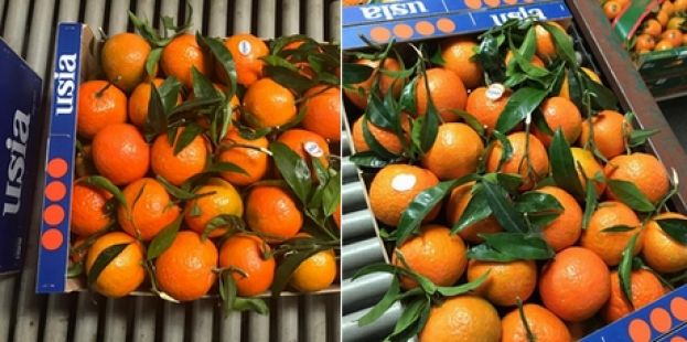 &Omicron;&iota; &pi;&rho;ώ&tau;&epsilon;&sigmaf; &gamma;&lambda;&upsilon;&kappa;&iota;έ&sigmaf; &kappa;&alpha;&iota; &chi;&omega;&rho;ί&sigmaf; &sigma;&pi;ό&rho;&omicron;&upsilon;&sigmaf; &kappa;&lambda;&eta;&mu;&epsilon;&nu;&tau;ί&nu;&epsilon;&sigmaf; &tau;&eta;&sigmaf; &Iota;&sigma;&pi;&alpha;&nu;ί&alpha;&sigmaf; έ&phi;&tau;&alpha;&sigma;&alpha;&nu; &sigma;&tau;&omicron; &Eta;&nu;&omega;&mu;έ&nu;&omicron; &Beta;&alpha;&sigma;ί&lambda;&epsilon;&iota;&omicron;