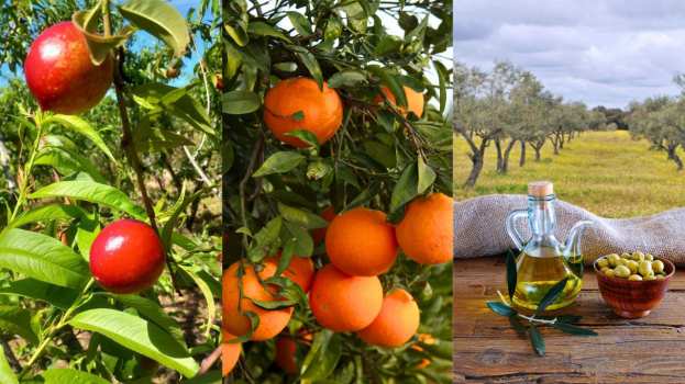 &Xi;&epsilon;&kappa;ί&nu;&eta;&sigma;&epsilon; &eta; &sigma;&upsilon;&gamma;&kappa;&omicron;&mu;&iota;&delta;ή &tau;&omega;&nu; &pi;&rho;ώ&tau;&omega;&nu; &nu;&epsilon;&kappa;&tau;&alpha;&rho;&iota;&nu;&iota;ώ&nu; - &Alpha;&nu;&omicron;&delta;&iota;&kappa;έ&sigmaf; &tau;&iota;&mu;έ&sigmaf; &gamma;&iota;&alpha; &lambda;ά&delta;&iota;, &epsilon;&lambda;&iota;έ&sigmaf; &kappa;&alpha;&iota; &pi;&omicron;&rho;&tau;&omicron;&kappa;ά&lambda;&iota;&alpha;