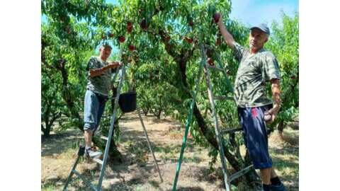 &Mu;&epsilon;&tau;&alpha;&kappa;&lambda;&eta;&tau;&omicron;ί &epsilon;&pi;&omicron;&chi;&iota;&alpha;&kappa;&omicron;ί &epsilon;&rho;&gamma;ά&tau;&epsilon;&sigmaf; &alpha;&pi;ό &tau;&rho;ί&tau;&epsilon;&sigmaf; &chi;ώ&rho;&epsilon;&sigmaf; &sigma;&tau;&omicron;&nu; &Epsilon;&Phi;&Kappa;&Alpha; &kappa;&alpha;&iota; &sigma;&tau;&alpha; &Epsilon;&Lambda;&Tau;&Alpha; - &Epsilon;&rho;ώ&tau;&eta;&sigma;&eta; &Tau;&zeta;ά&kappa;&rho;&eta; &sigma;&tau;&eta; &Beta;&omicron;&upsilon;&lambda;ή &gamma;&iota;&alpha; &tau;&alpha; &gamma;&rho;&alpha;&phi;&epsilon;&iota;&omicron;&kappa;&rho;&alpha;&tau;&iota;&kappa;ά &epsilon;&mu;&pi;ό&delta;&iota;&alpha;