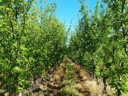 &Tau;&zeta;ά&kappa;&rho;&eta;: &laquo;&Sigma;&tau;&eta;&nu; &laquo;&omicron;&mu;ί&chi;&lambda;&eta;&raquo; &pi;&alpha;&rho;&alpha;&mu;έ&nu;&epsilon;&iota; &eta; &pi;&lambda;&eta;&rho;&omega;&mu;ή &tau;&omega;&nu; &omicron;&iota;&kappa;&omicron;&lambda;&omicron;&gamma;&iota;&kappa;ώ&nu; &sigma;&chi;&eta;&mu;ά&tau;&omega;&nu; &tau;&eta;&sigmaf; &Kappa;&Alpha;&Pi;&raquo;