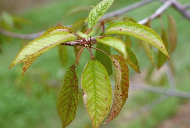 &Tau;&omicron; ά&zeta;&omega;&tau;&omicron; &kappa;&alpha;&iota; &omicron; &kappa;ύ&kappa;&lambda;&omicron;&sigmaf; &tau;&omicron;&upsilon; &sigma;&tau;&eta;&nu; &Kappa;&epsilon;&rho;&alpha;&sigma;&iota;ά