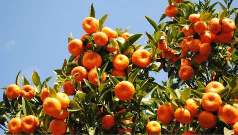 &Phi;&upsilon;&tau;&omicron;&pi;&rho;&omicron;&sigma;&tau;&alpha;&sigma;ί&alpha; &sigma;&tau;&alpha; &epsilon;&sigma;&pi;&epsilon;&rho;&iota;&delta;&omicron;&epsilon;&iota;&delta;ή