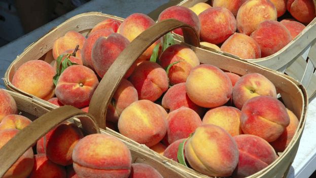 &Sigma;&upsilon;&nu;&alpha;&gamma;&epsilon;&rho;&mu;ό&sigmaf; &gamma;&iota;&alpha; &rho;&omicron;&delta;ά&kappa;&iota;&nu;&alpha;, &nu;&epsilon;&kappa;&tau;&alpha;&rho;ί&nu;&iota;&alpha; &kappa;&alpha;&iota; &delta;&alpha;&mu;ά&sigma;&kappa;&eta;&nu;&alpha; &pi;&omicron;&upsilon; &mu;&pi;&omicron;&rho;&epsilon;ί &nu;&alpha; &pi;&rho;&omicron;&kappa;&alpha;&lambda;έ&sigma;&omicron;&upsilon;&nu; &tau;&eta; &nu;ό&sigma;&omicron; &tau;&eta;&sigmaf; &lambda;&iota;&sigma;&tau;&epsilon;&rho;ί&omega;&sigma;&eta;&sigmaf; &sigma;&tau;&iota;&sigmaf; &Eta;&Pi;&Alpha;