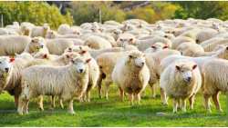 S.O.S. &laquo;&Sigma;&kappa;&omicron;&tau;ώ&nu;&omicron;&upsilon;&nu;&raquo; &tau;&eta;&nu; &kappa;&tau;&eta;&nu;&omicron;&tau;&rho;&omicron;&phi;ί&alpha; &sigma;&epsilon; 100 &eta;&mu;έ&rho;&epsilon;&sigmaf;