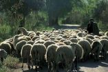 &Nu;&epsilon;&kappa;&rho;ό&sigmaf; &beta;&rho;έ&theta;&eta;&kappa;&epsilon; &omicron; &kappa;&tau;&eta;&nu;&omicron;&tau;&rho;ό&phi;&omicron;&sigmaf; &pi;&omicron;&upsilon; &alpha;&gamma;&nu;&omicron;&omicron;ύ&nu;&tau;&alpha;&nu; &sigma;&tau;&omicron; &Beta;ό&lambda;&omicron;