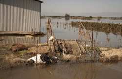 &Alpha;&upsilon;&gamma;&epsilon;&nu;ά&kappa;&eta;&sigmaf;: &Sigma;&tau;&iota;&sigmaf; 12.00 &pi;&iota;&sigma;&tau;ώ&theta;&eta;&kappa;&alpha;&nu; &alpha;&pi;ό &tau;&omicron;&nu; &Epsilon;&Lambda;&Gamma;&Alpha; 16,5 &epsilon;&kappa;&alpha;&tau;. &epsilon;&upsilon;&rho;ώ &pi;&rho;&omicron;&kappa;&alpha;&tau;&alpha;&beta;&omicron;&lambda;έ&sigmaf; &gamma;&iota;&alpha; &tau;&omicron;&upsilon;&sigmaf; &kappa;&tau;&eta;&nu;&omicron;&tau;&rho;ό&phi;&omicron;&upsilon;&sigmaf; &tau;&eta;&sigmaf; &Theta;&epsilon;&sigma;&sigma;&alpha;&lambda;ί&alpha;