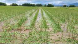 &Kappa;&alpha;&lambda;&lambda;&iota;&epsilon;&rho;&gamma;&eta;&tau;&iota;&kappa;έ&sigmaf; &phi;&rho;&omicron;&nu;&tau;ί&delta;&epsilon;&sigmaf; &sigma;&epsilon; &chi;&alpha;&lambda;&alpha;&zeta;ό&pi;&lambda;&eta;&kappa;&tau;&alpha; &Beta;&alpha;&mu;&beta;ά&kappa;&iota;&alpha; - &Omicron;&delta;&eta;&gamma;ί&epsilon;&sigmaf; &alpha;&pi;ό &tau;&eta; &Delta;&Alpha;&Omicron;&Kappa; &Sigma;&epsilon;&rho;&rho;ώ&nu;