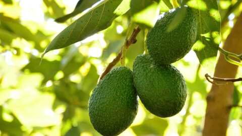 &Alpha;&beta;&omicron;&kappa;ά&nu;&tau;&omicron;: &Pi;ώ&sigmaf; &eta; &Theta;&epsilon;&rho;&mu;&omicron;&kappa;&rho;&alpha;&sigma;ί&alpha; &epsilon;&pi;&eta;&rho;&epsilon;ά&zeta;&epsilon;&iota; &tau;&eta; &sigma;&upsilon;&gamma;&kappa;&omicron;&mu;&iota;&delta;ή &tau;&omicron;&upsilon;