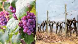 &Kappa;&Epsilon;&Omicron;&Sigma;&Omicron;&Epsilon;: &Nu;έ&epsilon;&sigmaf; &pi;&omicron;&iota;&kappa;&iota;&lambda;ί&epsilon;&sigmaf; &sigma;&tau;&alpha;&phi;&upsilon;&lambda;&iota;&omicron;ύ, &nu;έ&epsilon;&sigmaf; &mu;έ&theta;&omicron;&delta;&omicron;&iota; &kappa;&lambda;&alpha;&delta;έ&mu;&alpha;&tau;&omicron;&sigmaf; - &Pi;ώ&sigmaf; &pi;&rho;&omicron;&sigma;&alpha;&rho;&mu;ό&zeta;&omicron;&nu;&tau;&alpha;&iota; &omicron;&iota; &alpha;&mu;&pi;&epsilon;&lambda;ώ&nu;&epsilon;&sigmaf; &tau;&eta;&sigmaf; &Epsilon;&upsilon;&rho;ώ&pi;&eta;&sigmaf; &sigma;&tau;&eta;&nu; &kappa;&lambda;&iota;&mu;&alpha;&tau;&iota;&kappa;ή &alpha;&lambda;&lambda;&alpha;&gamma;ή -