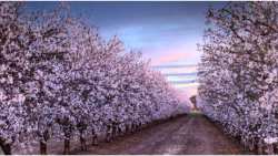 &Alpha;&mu;&upsilon;&gamma;&delta;&alpha;&lambda;&iota;ά: &Sigma;&epsilon; &pi;&omicron;&iota;&epsilon;&sigmaf; &pi;&epsilon;&rho;&iota;&omicron;&chi;έ&sigmaf; &pi;&rho;έ&pi;&epsilon;&iota; &nu;&alpha; &xi;&epsilon;&kappa;&iota;&nu;ή&sigma;&omicron;&upsilon;&nu; ά&mu;&epsilon;&sigma;&alpha; &omicron;&iota; &psi;&epsilon;&kappa;&alpha;&sigma;&mu;&omicron;ί