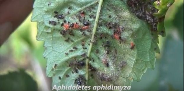 9 &omega;&phi;έ&lambda;&iota;&mu;&alpha; έ&nu;&tau;&omicron;&mu;&alpha; &gamma;&iota;&alpha; &tau;&iota;&sigmaf; &kappa;&alpha;&lambda;&lambda;&iota;έ&rho;&gamma;&epsilon;&iota;&epsilon;&sigmaf; - &Delta;&epsilon;ί&tau;&epsilon; &alpha;&nu;&alpha;&lambda;&upsilon;&tau;&iota;&kappa;ά &gamma;&iota;&alpha; &tau;&omicron; &kappa;&alpha;&theta;έ&nu;&alpha; &tau;&eta; &delta;&rho;ά&sigma;&eta; &tau;&omicron;&upsilon;&sigmaf; (&beta;ί&nu;&tau;&epsilon;&omicron;)
