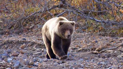 &Alpha;&pi;ό &theta;&alpha;ύ&mu;&alpha; &sigma;ώ&theta;&eta;&kappa;&epsilon; ά&nu;&delta;&rho;&alpha;&sigmaf; &pi;&omicron;&upsilon; &delta;έ&chi;&tau;&eta;&kappa;&epsilon; &epsilon;&pi;ί&theta;&epsilon;&sigma;&eta; &alpha;&pi;ό &alpha;&rho;&kappa;&omicron;ύ&delta;&alpha; &sigma;&tau;&eta;&nu; Ά&rho;&tau;&alpha;