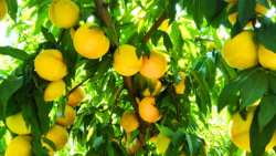 &Pi;&lambda;&epsilon;&omicron;&nu;&epsilon;&kappa;&tau;ή&mu;&alpha;&tau;&alpha; &kappa;&alpha;&iota; &omicron;&phi;έ&lambda;&eta; &Nu;&iota;&tau;&rho;&iota;&kappa;&omicron;ύ &Kappa;&alpha;&lambda;ί&omicron;&upsilon;