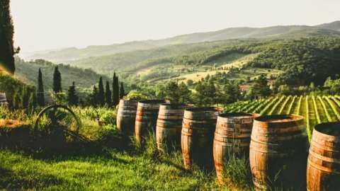 &Alpha;&mu;&pi;έ&lambda;&iota;: &Gamma;&epsilon;&omega;&rho;&gamma;&iota;&kappa;έ&sigmaf; &pi;&rho;&omicron;&epsilon;&iota;&delta;&omicron;&pi;&omicron;&iota;ή&sigma;&epsilon;&iota;&sigmaf; | &Alpha;&gamma;&rho;&omicron;&tau;&iota;&kappa;ά &nu;έ&alpha; &kappa;&alpha;&iota; &epsilon;&iota;&delta;ή&sigma;&epsilon;&iota;&sigmaf; imathiotikigi.gr