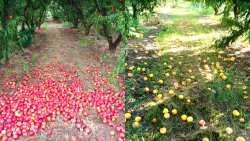 &Alpha;&Sigma; &Eta;&mu;&alpha;&theta;ί&alpha;&sigmaf; &pi;&rho;&omicron;&sigmaf; &Upsilon;&Pi;&Alpha;&Alpha;&Tau; &gamma;&iota;&alpha; &beta;&rho;&omicron;&chi;&omicron;&pi;&tau;ώ&sigma;&epsilon;&iota;&sigmaf;: &Delta;&iota;&pi;&lambda;&alpha;&sigma;&iota;&alpha;&sigma;&mu;ό&sigmaf; &tau;&omega;&nu; &pi;&omicron;&sigma;ώ&nu; &kappa;&alpha;&iota; ά&mu;&epsilon;&sigma;&eta; &pi;&lambda;&eta;&rho;&omega;&mu;ή