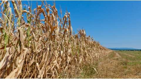 &Omicron;&iota; &alpha;&kappa;&rho;&alpha;ί&epsilon;&sigmaf; &xi;&eta;&rho;&alpha;&sigma;ί&epsilon;&sigmaf; &alpha;&nu;&alpha;&mu;έ&nu;&epsilon;&tau;&alpha;&iota; &nu;&alpha; &gamma;ί&nu;&omicron;&upsilon;&nu; &pi;&iota;&omicron; &sigma;&upsilon;&chi;&nu;έ&sigmaf;, &sigma;&omicron;&beta;&alpha;&rho;έ&sigmaf; &kappa;&alpha;&iota; &epsilon;&kappa;&tau;&epsilon;&tau;&alpha;&mu;έ&nu;&epsilon;&sigmaf;