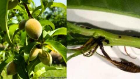&Alpha;&nu;&tau;&iota;&mu;&epsilon;&tau;ώ&pi;&iota;&sigma;&eta; &sigma;&eta;&mu;&alpha;&nu;&tau;&iota;&kappa;ό&tau;&epsilon;&rho;&omega;&nu; &epsilon;&chi;&theta;&rho;ώ&nu; &sigma;&tau;&alpha; &Pi;&upsilon;&rho;&eta;&nu;ό&kappa;&alpha;&rho;&pi;&alpha;