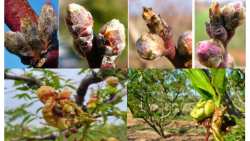 &Epsilon;&xi;ώ&alpha;&sigma;&kappa;&omicron;&sigmaf; &Rho;&omicron;&delta;&alpha;&kappa;&iota;&nu;&iota;ά&sigmaf;: &Pi;ό&tau;&epsilon; &pi;&rho;έ&pi;&epsilon;&iota; &nu;&alpha; &psi;&epsilon;&kappa;ά&sigma;&omicron;&upsilon;&nu; &tau;&alpha; &delta;έ&nu;&tau;&rho;&alpha; &omicron;&iota; &pi;&alpha;&rho;&alpha;&gamma;&omega;&gamma;&omicron;ί