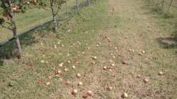 &Alpha;&nu;&alpha;&phi;&omicron;&rho;ά &gamma;&iota;&alpha; &tau;&iota;&sigmaf; &zeta;&eta;&mu;&iota;έ&sigmaf; &sigma;&tau;&iota;&sigmaf; &alpha;&gamma;&rho;&omicron;&tau;&iota;&kappa;έ&sigmaf; &pi;&alpha;&rho;&alpha;&gamma;&omega;&gamma;έ&sigmaf; &sigma;&tau;&eta;&nu; &Alpha;&rho;&kappa;&alpha;&delta;ί&alpha; έ&kappa;&alpha;&nu;&epsilon; &omicron; &Gamma;&iota;ώ&rho;&gamma;&omicron;&sigmaf; &Pi;&alpha;&pi;&alpha;&eta;&lambda;&iota;&omicron;ύ